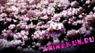 AMV - Corrupted by a pure rain