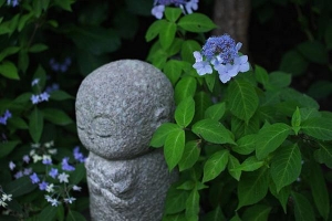 jizo-hydrangea